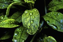 Evergreen leaves with droplets — Stock Photo