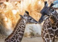 Пара жирафов нос к носу — стоковое фото