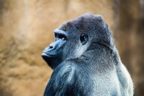 Gorilla sitting outdoors — Stock Photo