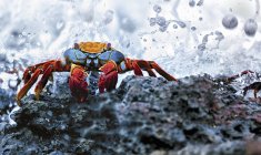 Crabe Sally Lightfoot dans la flaque d'eau — Photo de stock