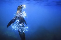 Тюленя плаває у воді — стокове фото