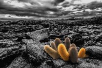Cactus plants growing in lava fields — Stock Photo