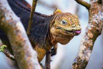 Iguana seduta sull'albero — Foto stock