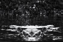 Cabeza y orejas de hipopótamo sobre el agua - foto de stock