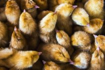 Pulcini di pollame — Foto stock