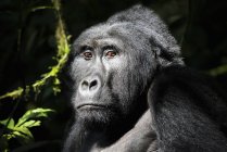 Gorilla sitzt im Freien — Stockfoto