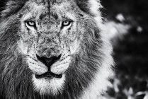 Retrato de león macho - foto de stock