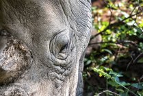 Крупный план белого носорога — стоковое фото
