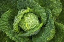Fresh lettuce with drops water — Stock Photo