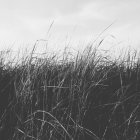 Windgepeitschte Seegräser — Stockfoto