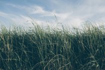 Windswept sea grasses — Stock Photo