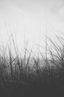 Анемона морської трави — стокове фото