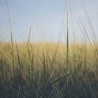 Анемона морської трави — стокове фото