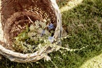 Wicker basket of plants — Stock Photo