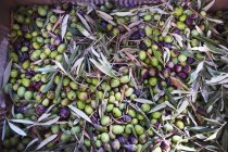 Olive verdi appena raccolte — Foto stock