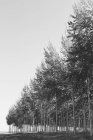 Plantation of poplar trees — Stock Photo