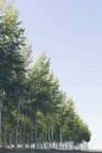 Plantation of poplar trees — Stock Photo