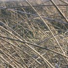 Trockenes Gras auf der Wiese — Stockfoto