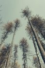 Feuer beschädigte Bäume — Stockfoto