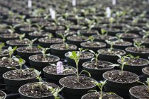 Seedling plants in pots — Stock Photo