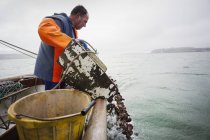Pescador inclinar conchas en el agua - foto de stock