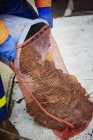 Pescador derramando ostras colhidas — Fotografia de Stock