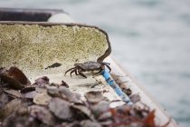 Shelled crab among shells — Stock Photo