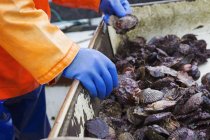 Pescador clasificando ostras - foto de stock