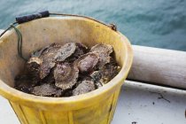 Seau plein d'huîtres — Photo de stock