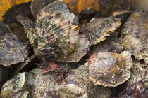 Oysters on seashore — Stock Photo