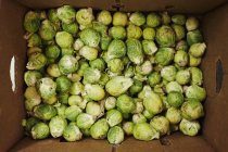 Crate full of brussels sprouts — Stock Photo