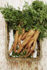 Bundle of carrots in basket — Stock Photo
