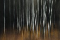Аспен дерев з блідо стовбурів — стокове фото