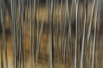 Aspen avec troncs d'arbres pâles — Photo de stock