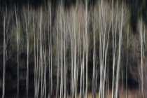 Аспен дерева з блідими стовбурами дерев — стокове фото