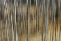 Árboles de Aspen con troncos de árbol pálido - foto de stock