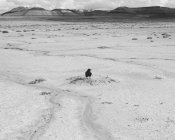 Ворон на сухом песке — стоковое фото