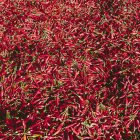Pimientos rojos de Chile - foto de stock