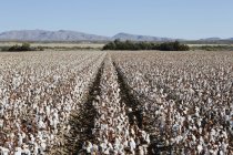 Large field of cotton — Stock Photo