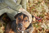 Promeneur pour chien avec la main sur la tête des chiens — Photo de stock
