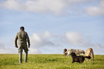 Выгульщик собак — стоковое фото