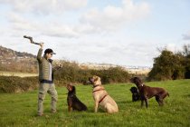 Promeneur pour chien avec chiens — Photo de stock