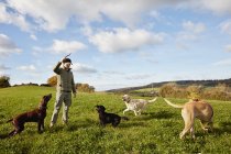Dog walker with dogs — Stock Photo