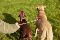Выгульщик собак с двумя собаками — стоковое фото