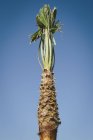 Palmier lié — Photo de stock