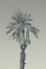Oned image of palm tree — Stock Photo