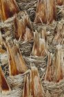 Пальмовые стволы — стоковое фото