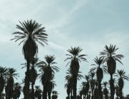 Silhouette of date palm trees — Stock Photo