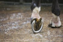Копыта лошадей с новой лошадиной обувью — стоковое фото