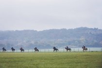Riders and horses on gallops moving along path — Stock Photo